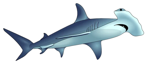 Hand-drawn hammerhead shark