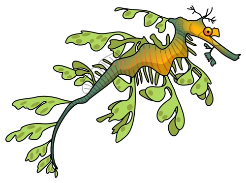 Hand-drawn leafy sea dragon