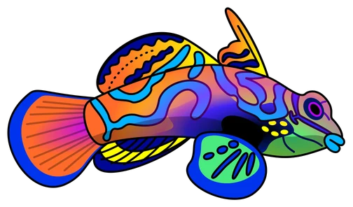 Hand-drawn mandarin dragonet