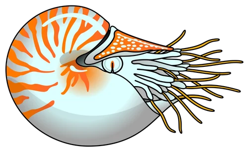 Hand-drawn nautilus